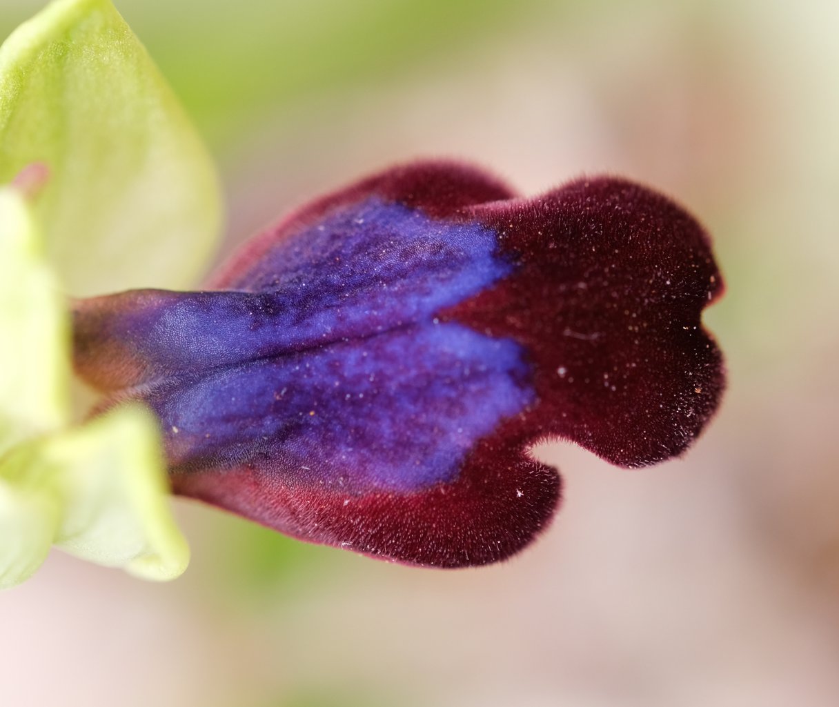 Anno nuovo, orchidee nuove: dalla Grecia con passione.